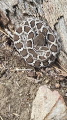 Crotalus