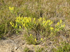 Genista germanica
