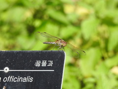 Sympetrum striolatum imitoides