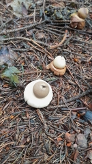 Geastrum triplex