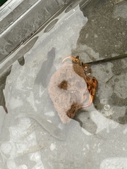 Pagurus acadianus
