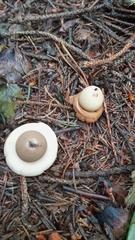 Geastrum triplex