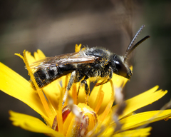 Lasioglossum leucozonium