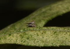 Corythucha marmorata