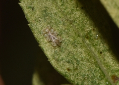 Corythucha marmorata