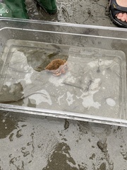 Pagurus acadianus