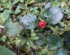 Geophila repens