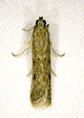 Phycitodes reliquellum