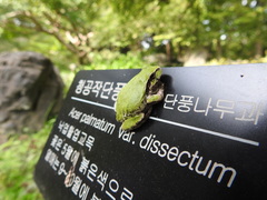 Hyla japonica