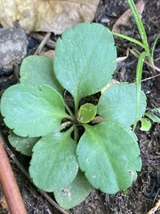 Micranthes virginiensis