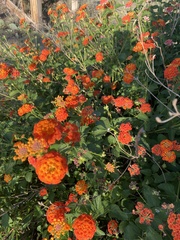 Lantana urticoides