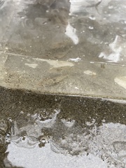 Crangon septemspinosa