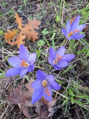 Crocus