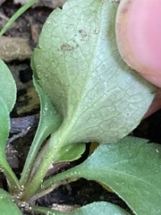 Micranthes virginiensis