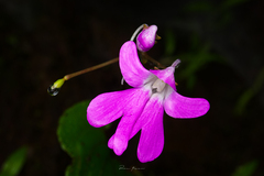 Impatiens scapiflora