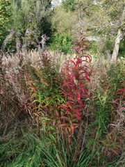 Chamaenerion angustifolium