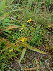 Ranunculus flammula