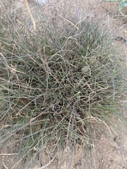Stephanomeria pauciflora