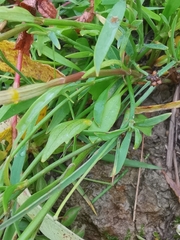 Ranunculus flammula