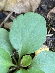 Micranthes virginiensis