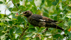 Acridotheres cristatellus