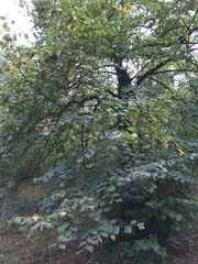 Tilia platyphyllos