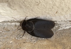 Polyphaga aegyptiaca