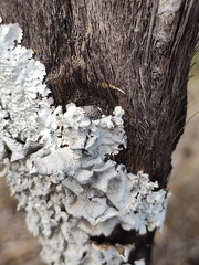 Parmelioideae