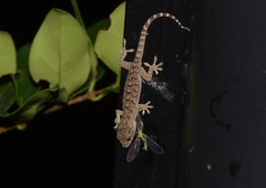 Gekko swinhonis