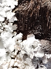 Parmelioideae