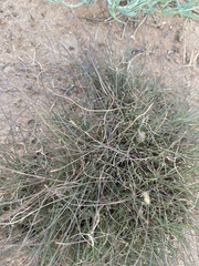 Stephanomeria pauciflora