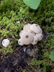 Lycoperdon perlatum