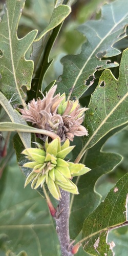 Oak Rosette Gall Wasp