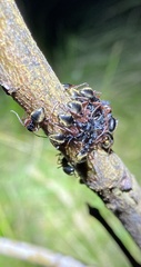 Dolichoderus doriae