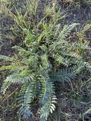 Astragalus mollissimus