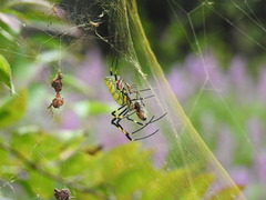 Trichonephila clavata