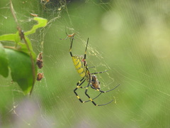 Trichonephila clavata