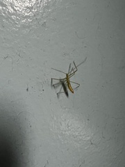 Zelus cervicalis