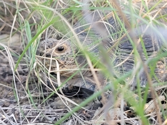 Gopherus berlandieri
