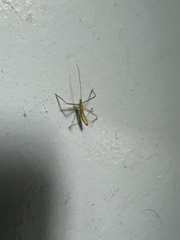 Zelus cervicalis