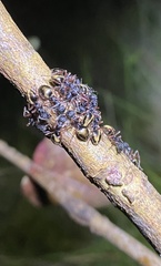 Dolichoderus doriae