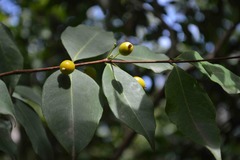 Eugenia pseudopsidium