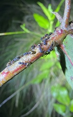 Dolichoderus doriae