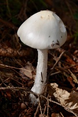 Amanita virosa