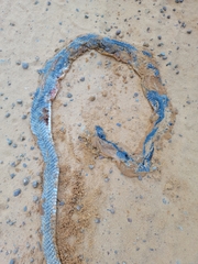 Masticophis flagellum flagellum