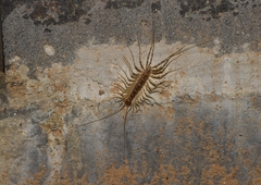 Scutigeromorpha
