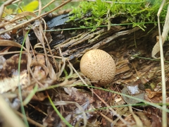 Scleroderma areolatum
