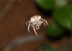 Araneus ventricosus