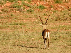 Antilope cervicapra