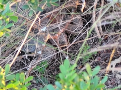 Gopherus berlandieri